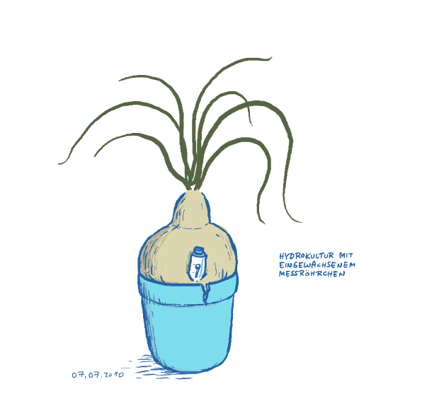 hydrokultur
